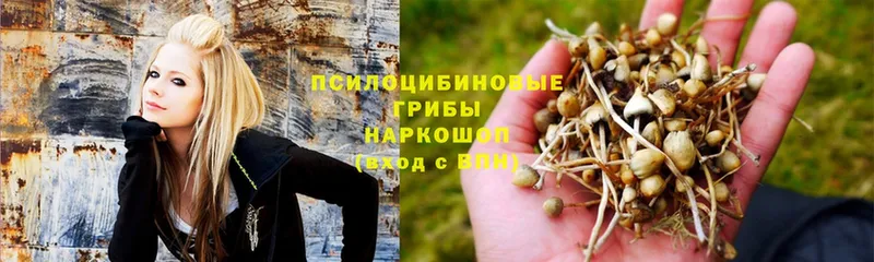 купить закладку  Валдай  Галлюциногенные грибы Psilocybe 